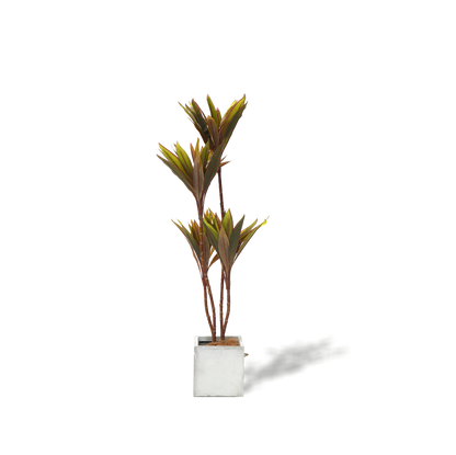 Faux Cordyline fruticosa Tree